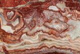 Polished Crazy Lace Agate Section - Mexico #326144-1